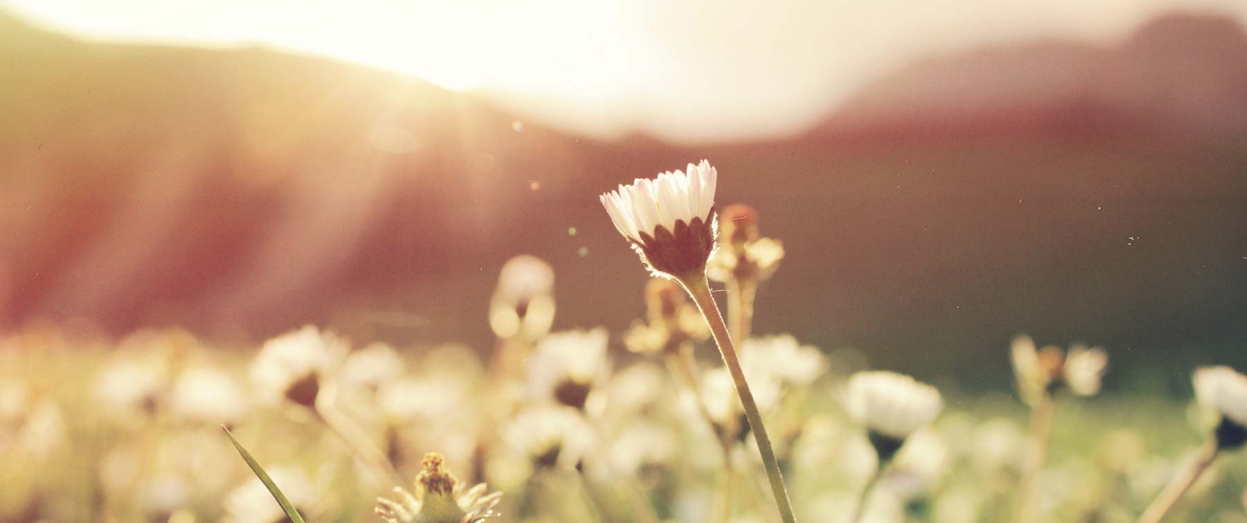 Spring's Blossoming Beauty: Elevate Your Daily Rituals with the Power of Scent